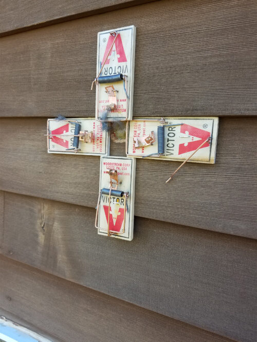 Rat traps on the wall